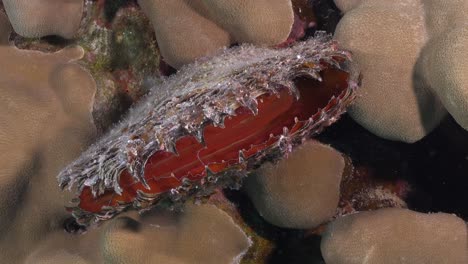 赤海のサンゴ礁の赤い貝 スーパークローズアップ