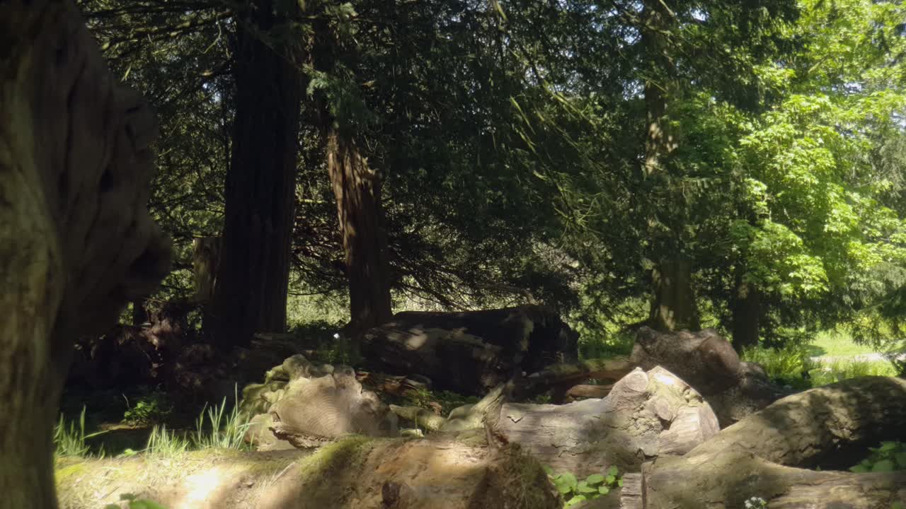 멋진 정원과 그 주변의 숲이 우거진 지역의 영상