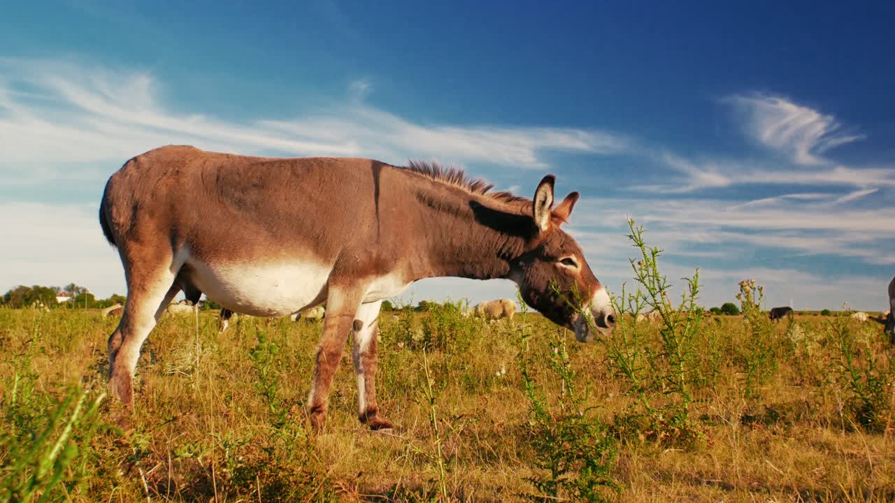 un sereno día de verano donde los burros pastan pacíficamente en un exuberante pasto verde
