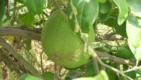 limas verdes en un árbol