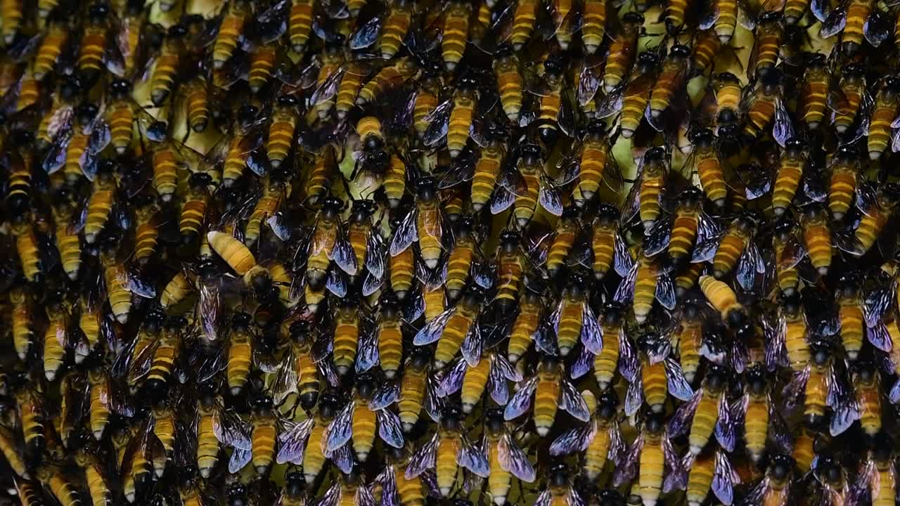 se sabe que las abejas melíferas gigantes construyen grandes colonias de nidos con bolsillos simétricos hechos de cera para almacenar miel como fuente de alimento.