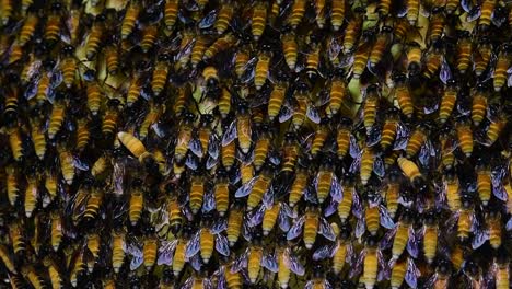 Se-Sabe-Que-Las-Abejas-Melíferas-Gigantes-Construyen-Grandes-Colonias-De-Nidos-Con-Bolsillos-Simétricos-Hechos-De-Cera-Para-Almacenar-Miel-Como-Fuente-De-Alimento.