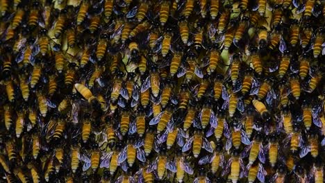 giant honey bees are known to build large colonies of nest with symmetrical pockets made of wax for them to store honey as their food source