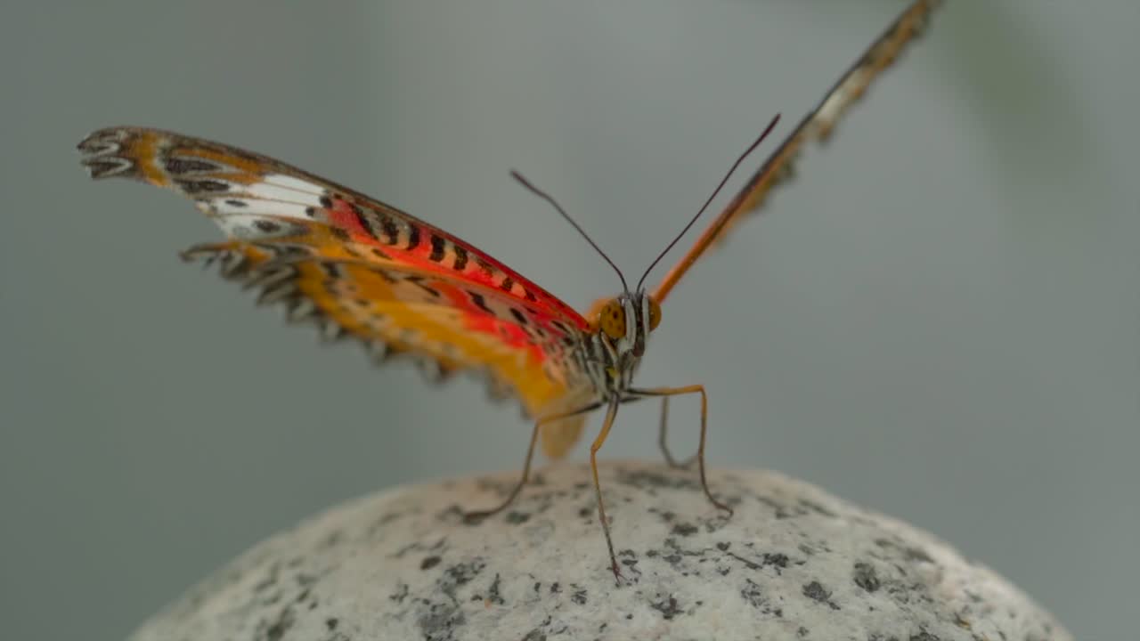 primer plano de hermosa mariposa colorida batiendo con alas en cámara lenta