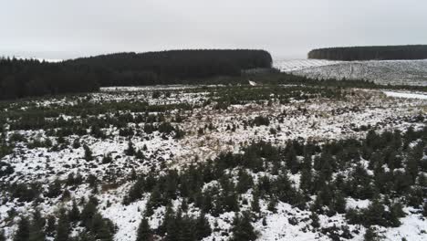Aerial-snowing-winter-forestry-landscape-coniferous-fairy-tale-snow-white-forest-landscape-left-pan