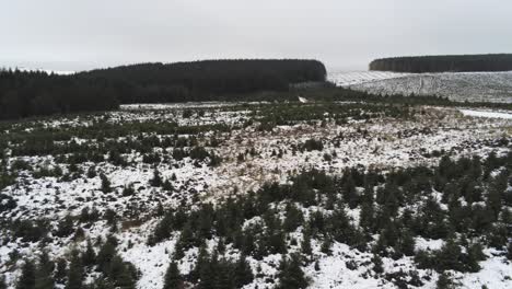 aérea nevando invierno silvicultura paisaje conífero cuento de hadas nieve blanco bosque paisaje izquierda pan