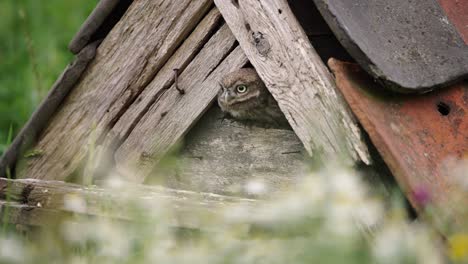 cute little owl chick peeps out of owl house before going out, close-up