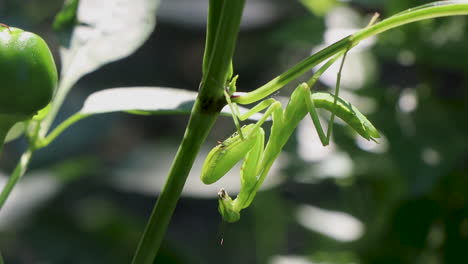 close up de una mantis orante en una planta