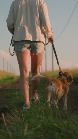 back view of dog owner walking with dog on dirt path lined with electric poles, holding leash while both stroll through grassy rural field under bright sunlight