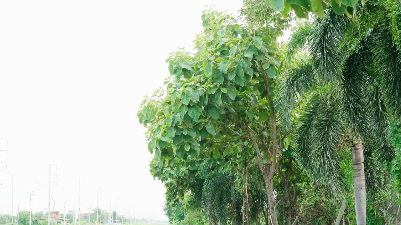 bosques de teca en el medio ambiente la hoja de los árboles y plantaciones agrícolas con hojas verdes en el campo