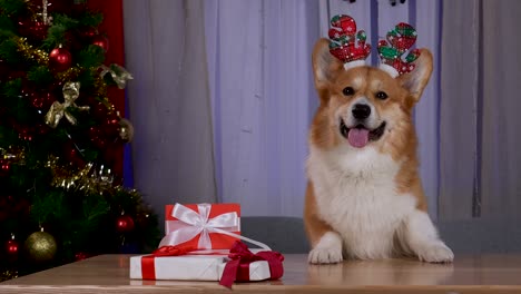 pembroke welsh corgi with red christmas deer antlers on its head stands with its front paws on a table with gifts next to a christmas tree. christmas night. home cosiness. slow motion. close up