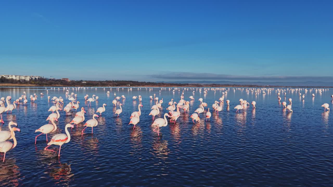 Flamingos gather at the lake under a clear blue sky in the afternoon