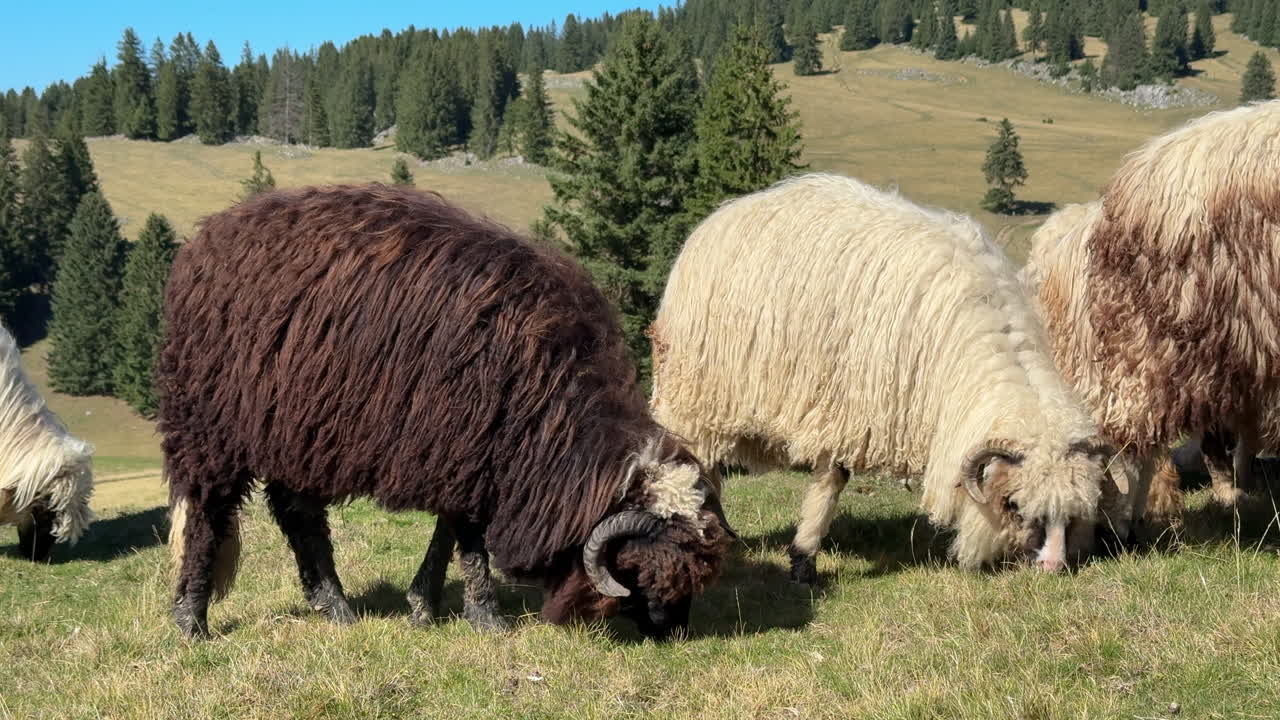 Close-up of brown and white sheep with curved horns grazing on a green mountain pasture. Traditional rural farming scene with forest and meadow in the background