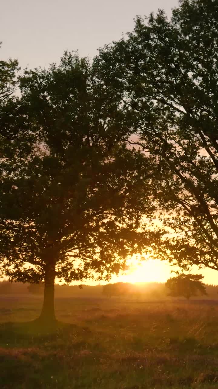Sunset in a Meadow with Trees