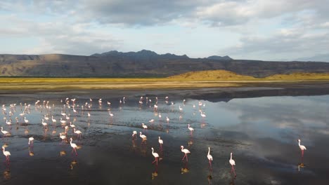 a beautiful group of flamingos walking on lake natron with an amazing reflection in the water and the mountains in the background, in tanzania in africa