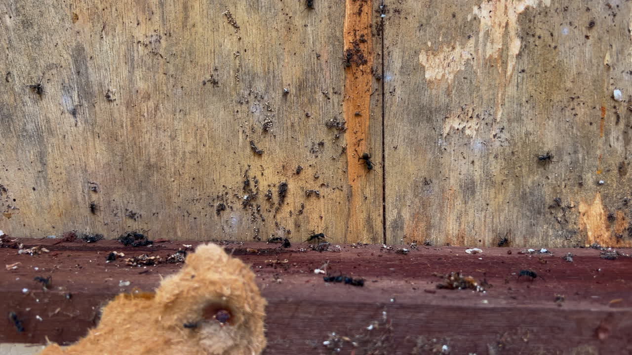 Formiche sciamano su una parete aperta con struttura in legno mentre le operaie trasportano uova e larve, con la colonia che si riorganizza dopo l'esposizione alla demolizione.