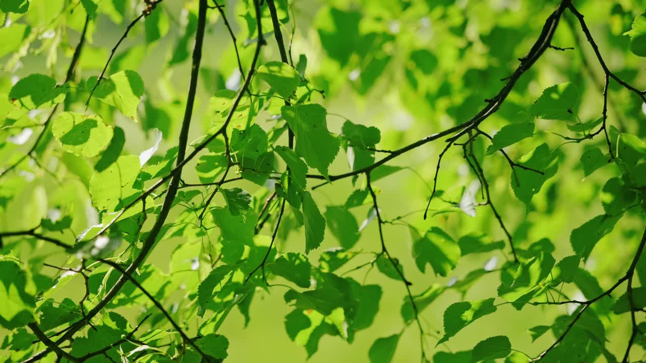 Close up, bright leaves fluttering slowly in gentle wind in Latvian countryside