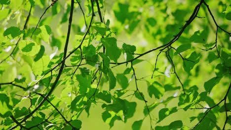 close up, bright leaves fluttering slowly in gentle wind in latvian countryside