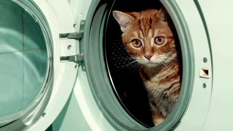 red cat sitting in washing machine. 4k