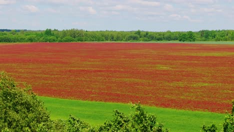 sweeping aerial shot revealing vibrant red clover field behind green forest