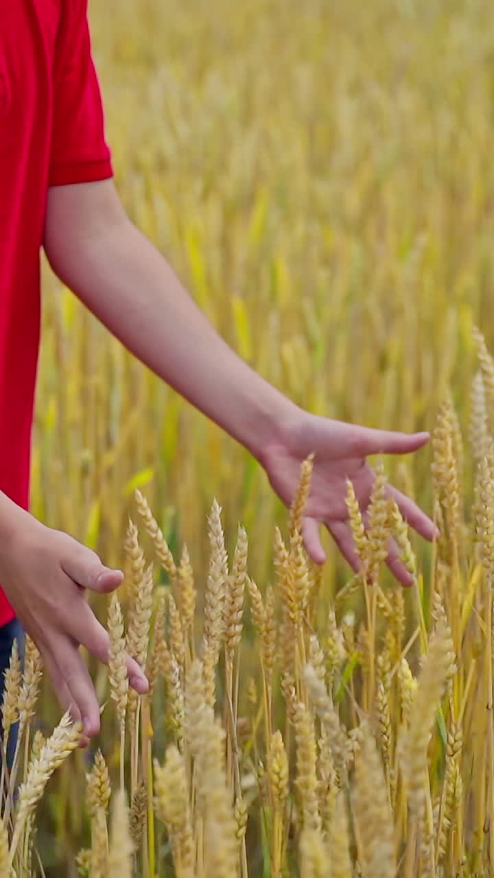 Boy in agricultural land. Hand of a little farmer touches the ripe dry spikelets on yellow field. Grain crops in farmland. Slow motion. Vertical video