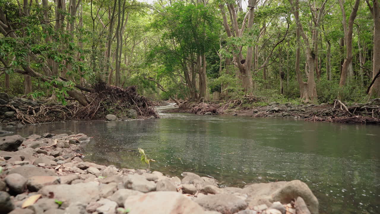 un río tranquilo que fluye a través de un bosque verde y exuberante