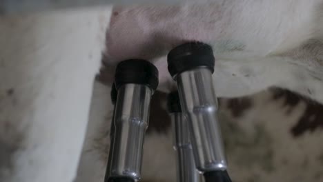 Close-up---automated-milking-of-a-cow