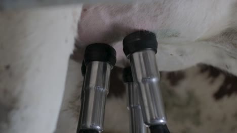 primer plano: ordeño automatizado de una vaca