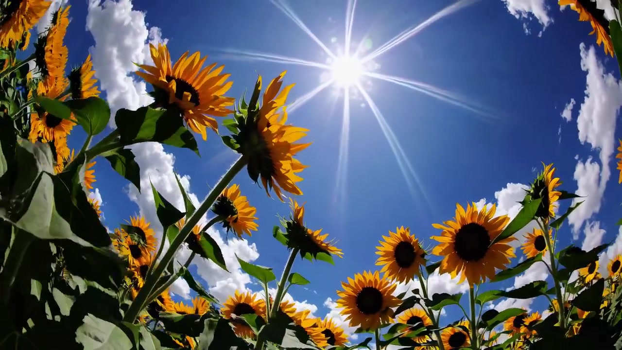 Time-lapse di girasoli e nuvole in movimento con sole splendente nel cielo blu.