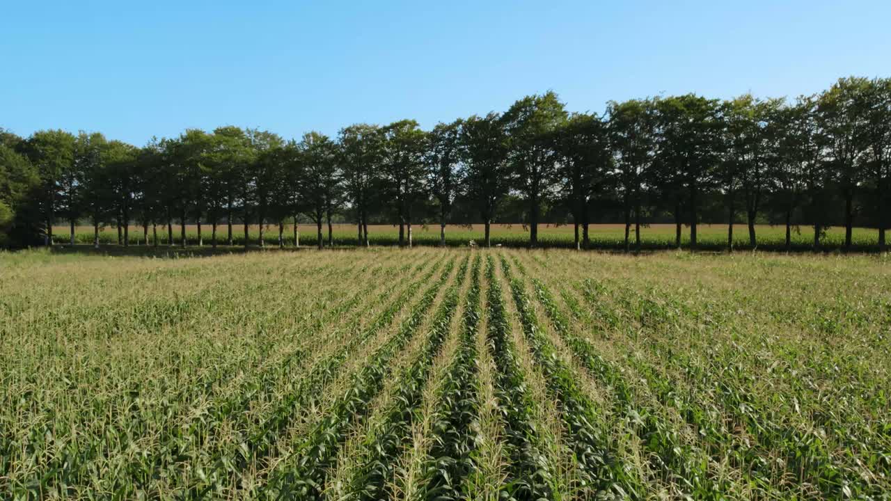 Cornfield and Farmland on a Sunny day with Cars and Bikes going by