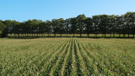 campo de maíz y tierras de cultivo en un día soleado con coches y bicicletas pasando