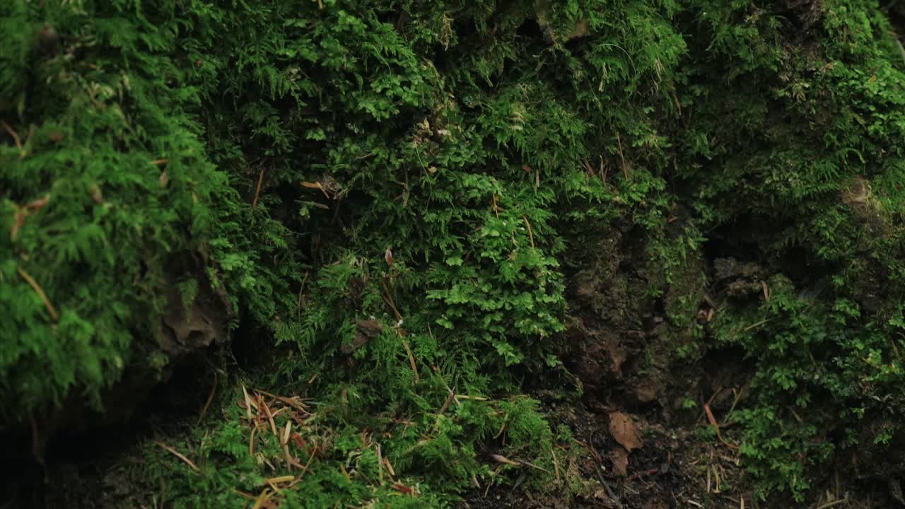 vancouver columbia británica bosque