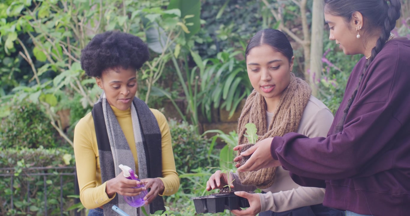 Amigas diversas separando mudas em uma mesa de jardim, borrifando o solo e plantando em uma bandeja preta