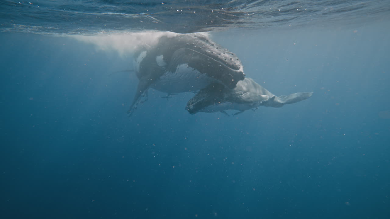 Humpback Whales In The Pacific Ocean