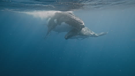 ballenas jorobadas en el océano pacífico