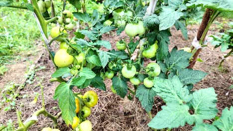 bunches of green tomatoes growing in a house garden