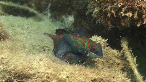 Mandarin-fish-feeding-and-spitting-sand-through-gill-openings-on-coral-reef-wide-angle-shot