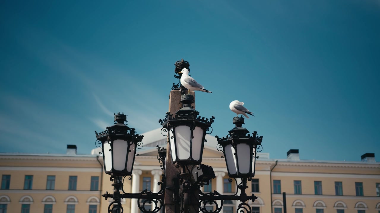 Gaivotas em câmera lenta pousadas no topo de um poste de luz