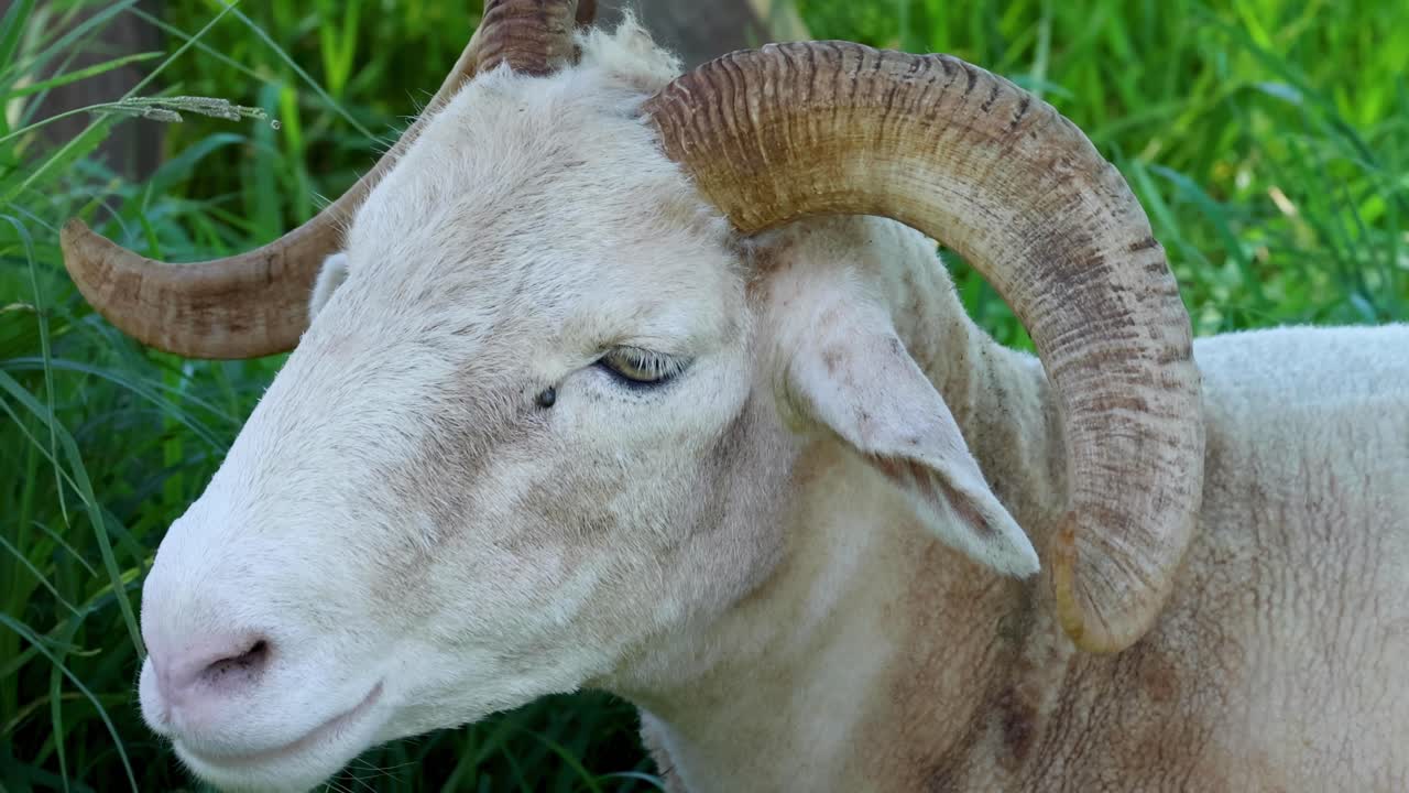 양 들 이 야외 에 있는 나무 울타리 에 맞서 휴식 하고 있다