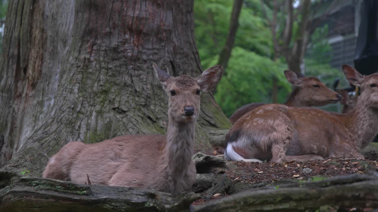White-tailed deer resting under oak tree in Nara Park, Japan, closeup