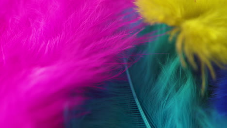 Macro-close-up-of-brightly-colored,-delicate-feathers-gently-blowing-in-the-wind