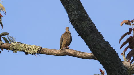 A-mourning-dove-preening-and-looking-around-on-a-large-branch