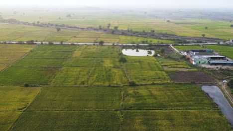 Aerial-drone-shot-of-green-paddy-rice-fields-in-rural-Gwalior-of-Madhya-Pradesh-India