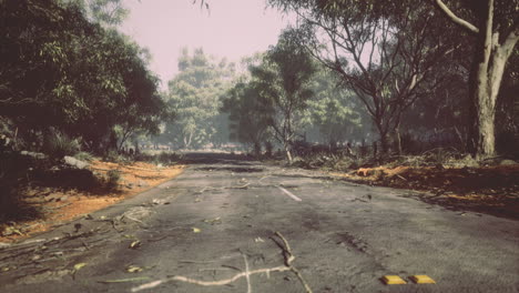 road through a deserted forest area after a storm