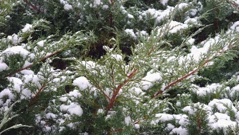 tree branches with green leaves filled with snow during a snowfall in winter