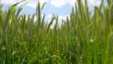 Cinematic-dolls-shot-in-green-unripe-barley-corn-field-against-blue-sky-and-sunlight