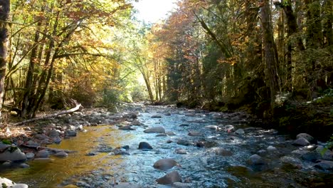 river in rain forest in bc canada