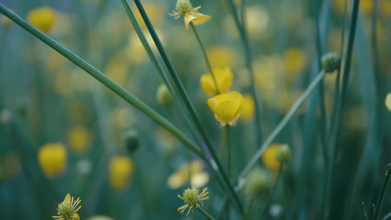 Close-up of Yellow Buttercups in a Green Field