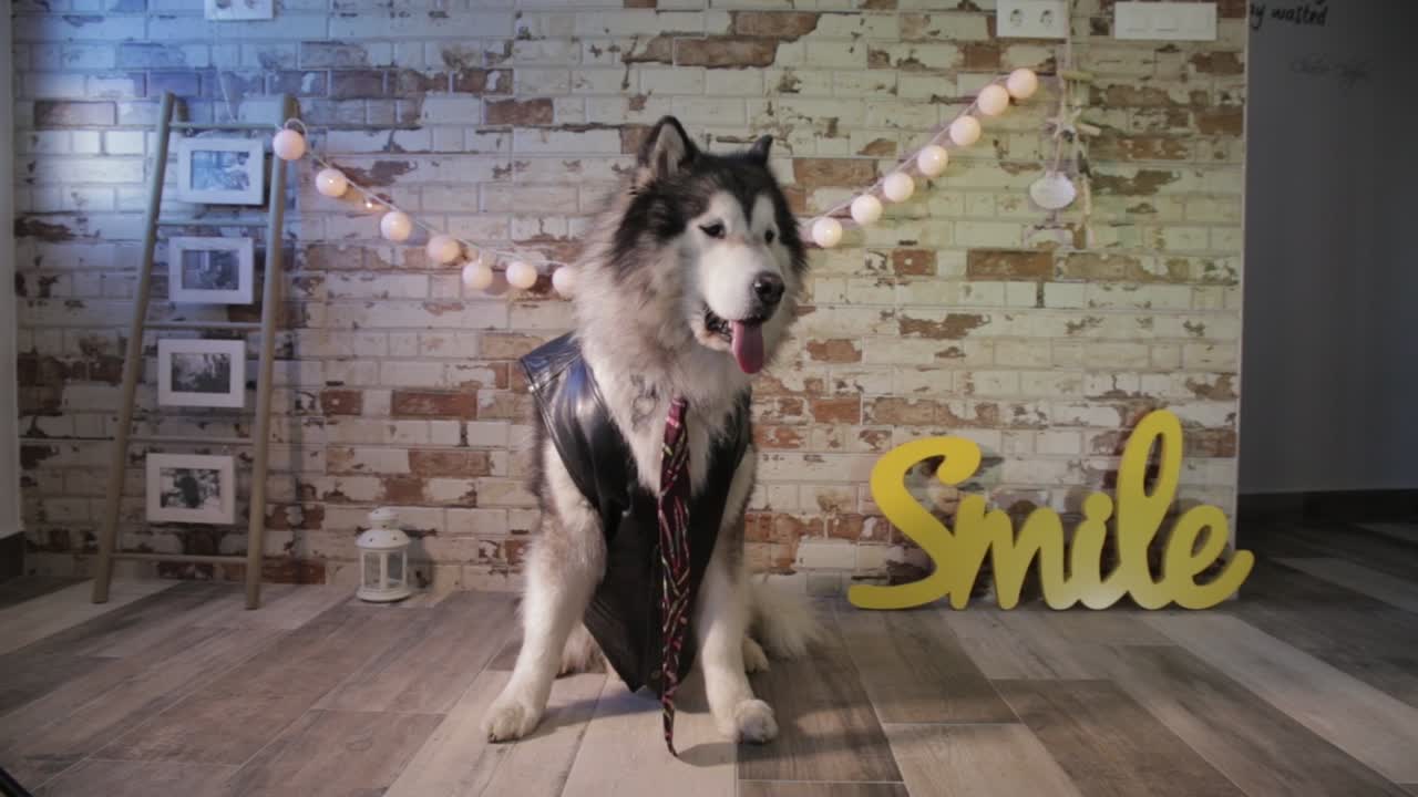 dog with tie and vest. cute husky in costume. Alaska malamute elegant and obedient
