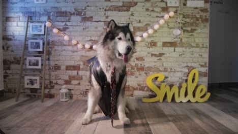 dog with tie and vest. cute husky in costume. alaska malamute elegant and obedient